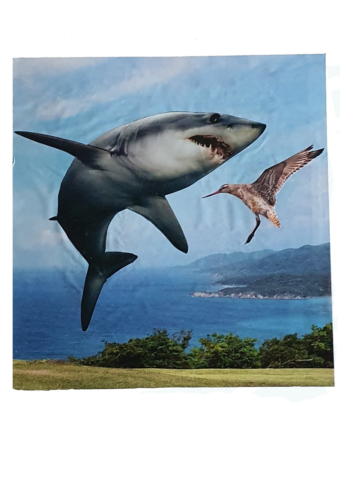 Collage 6